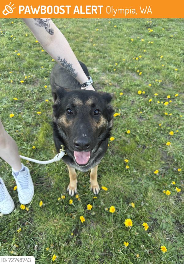Found/Stray Female Dog last seen Public storage, Olympia, WA 98506