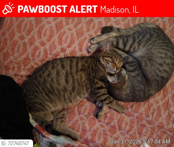 Lost Male Cat last seen 12st and Madison ave , Madison, IL 62060
