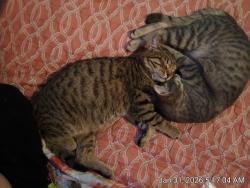 Lost Male Cat last seen 12st and Madison ave , Madison, IL 62060