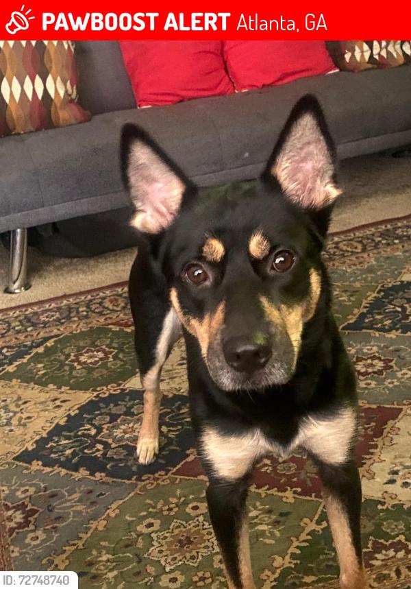 Lost Female Dog last seen Near Northwood Dr , Atlanta, GA 30342
