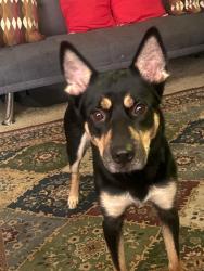 Lost Female Dog last seen Near Northwood Dr , Atlanta, GA 30342