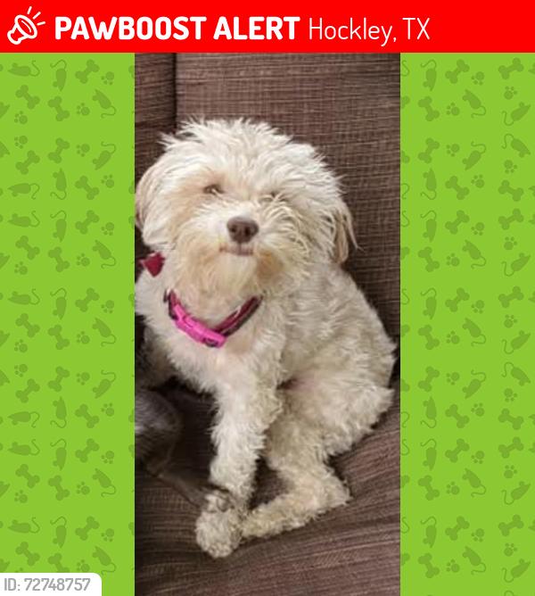 Lost Female Dog last seen Bauer landing Neighborhood , Hockley, TX 77447