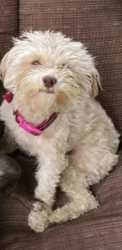 Lost Female Dog last seen Bauer landing Neighborhood , Hockley, TX 77447