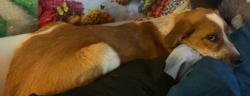 Found/Stray Male Dog last seen Scenic view road, Monroe County, TN 37354