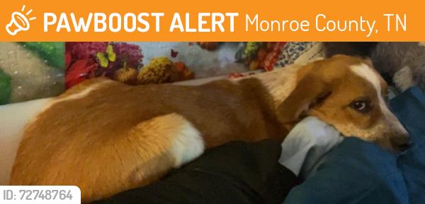 Found/Stray Male Dog last seen Scenic view road, Monroe County, TN 37354