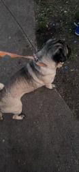 Found/Stray Male Dog last seen Shadybrook st , Wichita, KS 67220