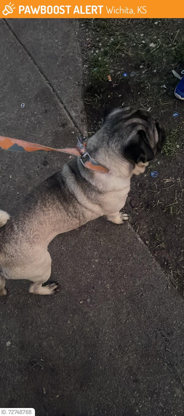 Found/Stray Male Dog last seen Shadybrook st , Wichita, KS 67220