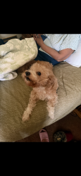 Lost Female Dog last seen Chester nimitz ( behind Walmart on Panama , Bakersfield, CA 93304