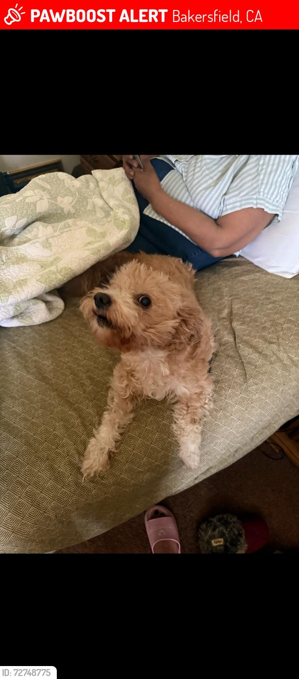Lost Female Dog last seen Chester nimitz ( behind Walmart on Panama , Bakersfield, CA 93304