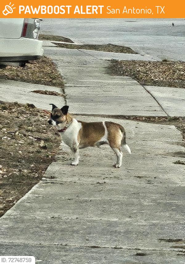 Found/Stray Male Dog last seen Umbra Heights & Calypso Dawn, San Antonio, TX 78252