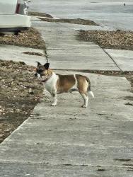Found/Stray Male Dog last seen Umbra Heights & Calypso Dawn, San Antonio, TX 78252
