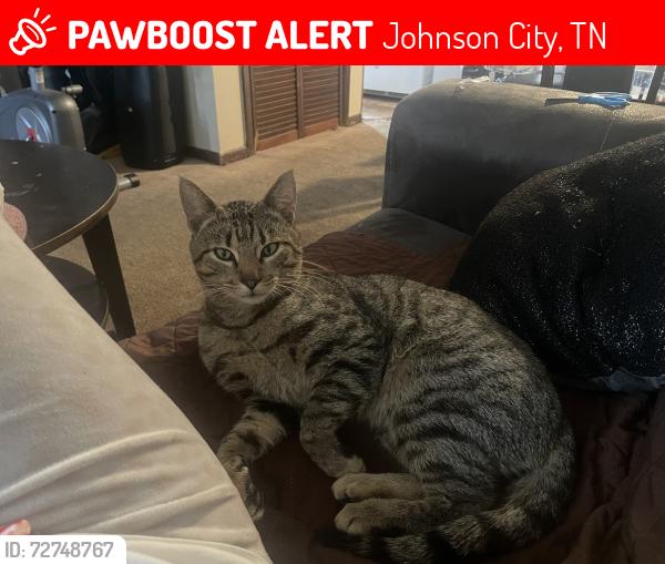 Lost Male Cat last seen Indian Ridge Rd , Johnson City, TN 37604