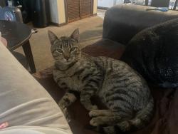 Lost Male Cat last seen Indian Ridge Rd , Johnson City, TN 37604