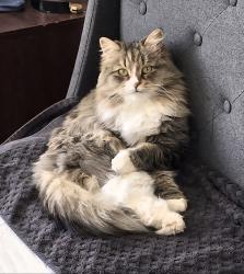 Lost Female Cat last seen 1100s, Woods Cross, UT 84087
