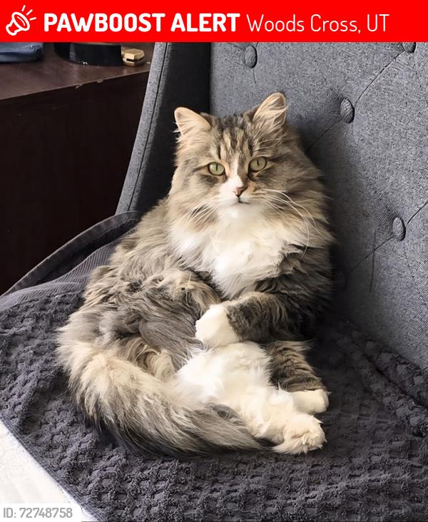 Lost Female Cat last seen 1100s, Woods Cross, UT 84087
