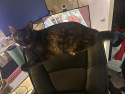 Lost Female Cat last seen Southwest parkway & Duncan , College Station, TX 77840