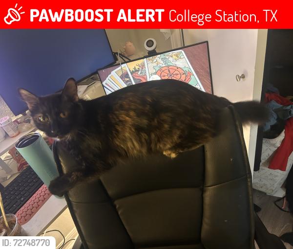 Lost Female Cat last seen Southwest parkway & Duncan , College Station, TX 77840