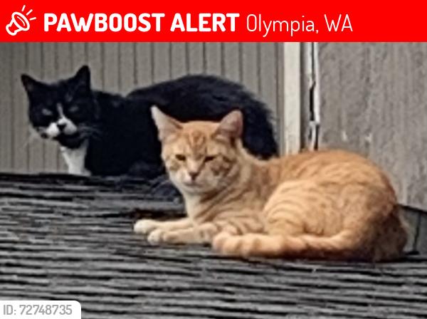 Lost Male Cat last seen   Lawson Street, Sitka Street, 9th WaySE , Olympia, WA 98513