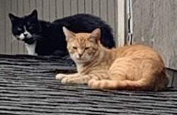 Lost Male Cat last seen   Lawson Street, Sitka Street, 9th WaySE , Olympia, WA 98513