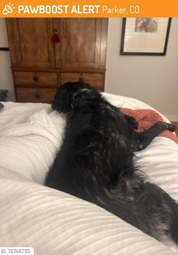Found/Stray Male Dog last seen Jordan ad Caley, Parker, CO 80138