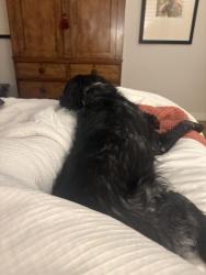 Found/Stray Male Dog last seen Jordan ad Caley, Parker, CO 80138