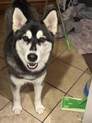 Found/Stray Female Dog last seen Antioch , Antioch, CA 94509