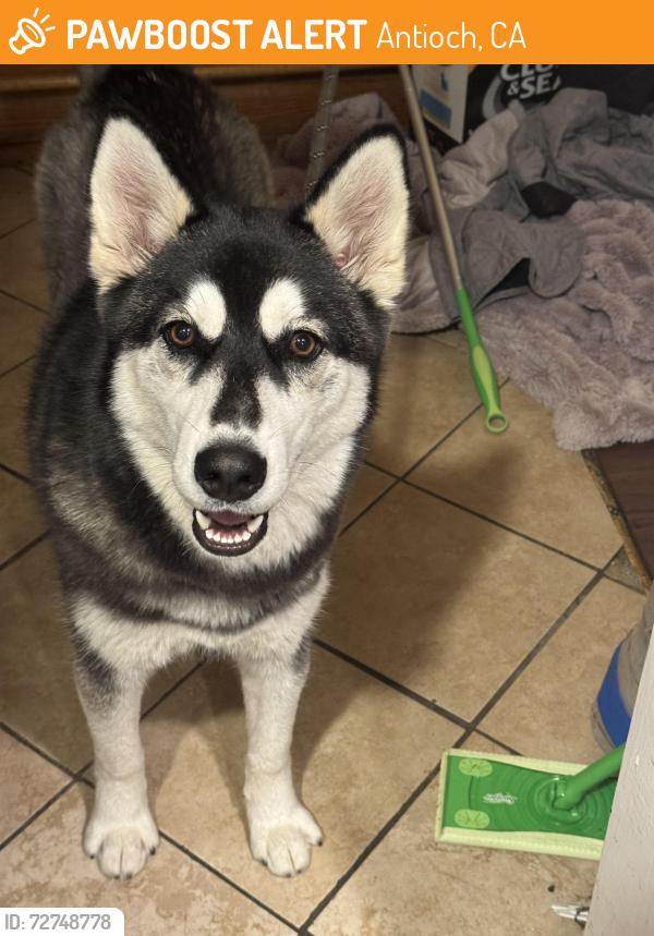 Found/Stray Female Dog last seen Antioch , Antioch, CA 94509