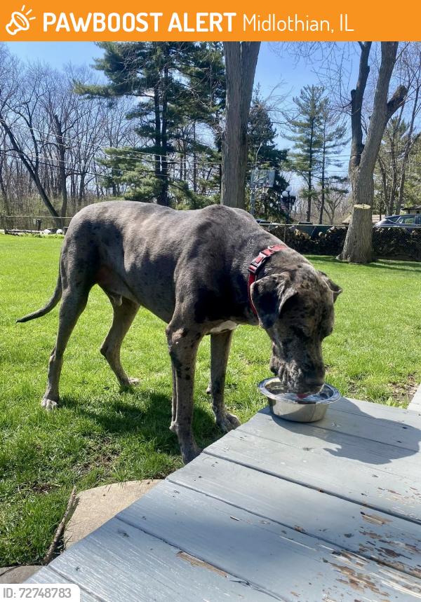 Found/Stray Male Dog last seen Near & Central , Midlothian, IL 60445