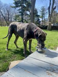 Found/Stray Male Dog last seen Near & Central , Midlothian, IL 60445