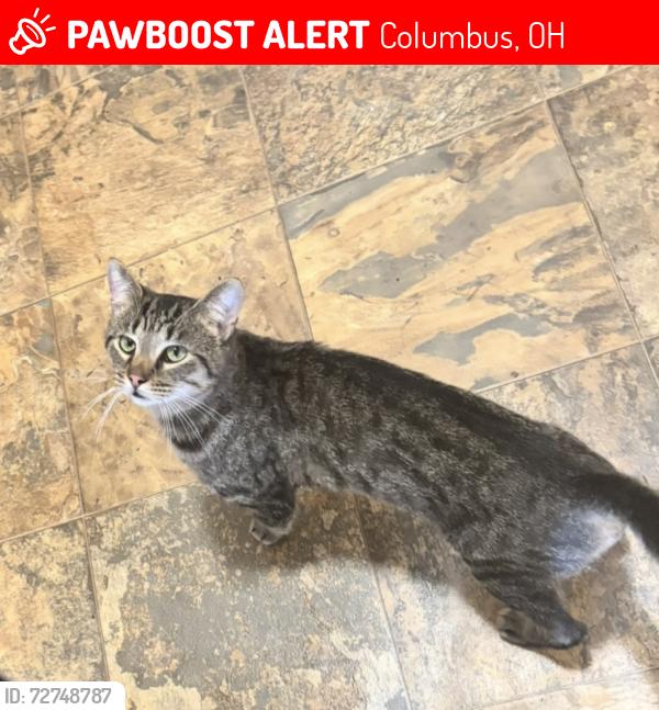 Lost Male Cat last seen Denmark rd and Jameson in Walnut heights, Columbus, OH 43232