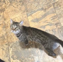 Lost Male Cat last seen Denmark rd and Jameson in Walnut heights, Columbus, OH 43232