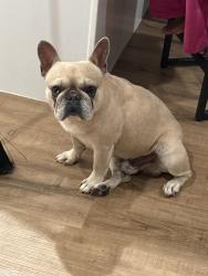 Found/Stray Male Dog last seen Near W Golden Lane, Burleson, TX 76028