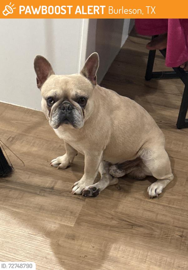 Found/Stray Male Dog last seen Near W Golden Lane, Burleson, TX 76028