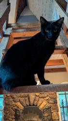 Lost Male Cat last seen Calle de los Ositos , Carmel Valley, CA 93924