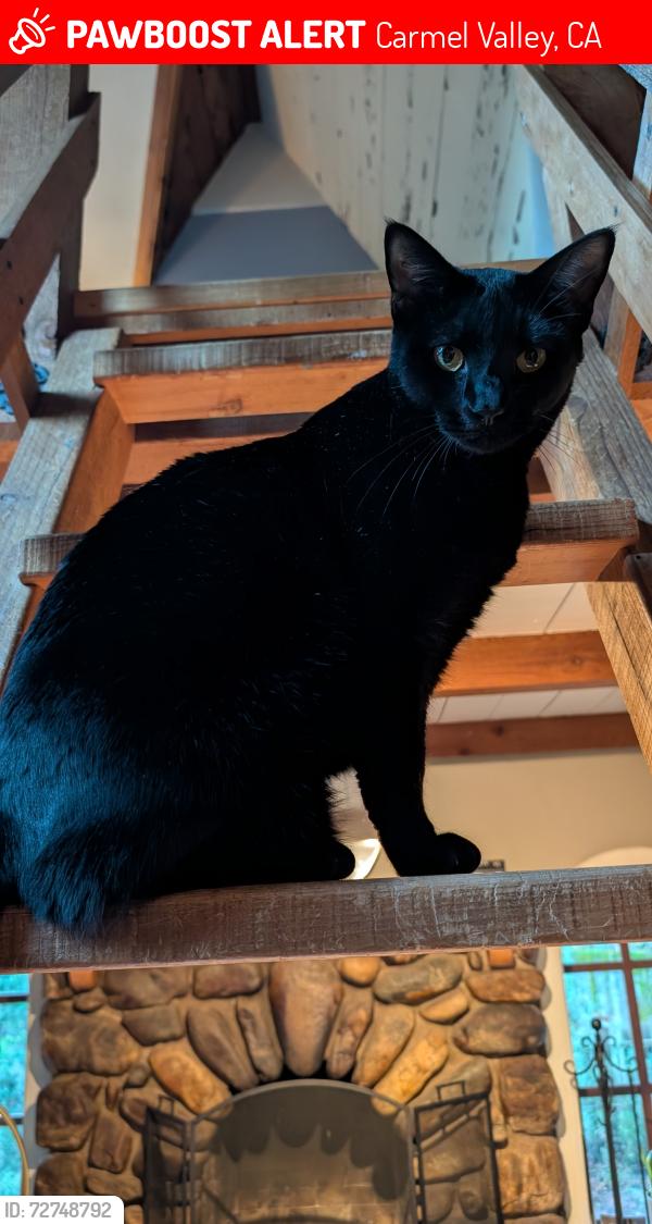 Lost Male Cat last seen Calle de los Ositos , Carmel Valley, CA 93924