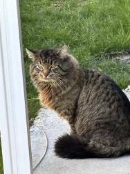 Found/Stray Unknown Cat last seen Shenandoah ests off State St( behind Walmart), Boise, ID 83714
