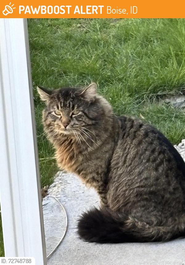 Found/Stray Unknown Cat last seen Shenandoah ests off State St( behind Walmart), Boise, ID 83714