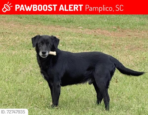 Lost Male Dog last seen Horseroad Pamplico White hse , Pamplico, SC 29583