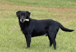 Lost Male Dog last seen Horseroad Pamplico White hse , Pamplico, SC 29583