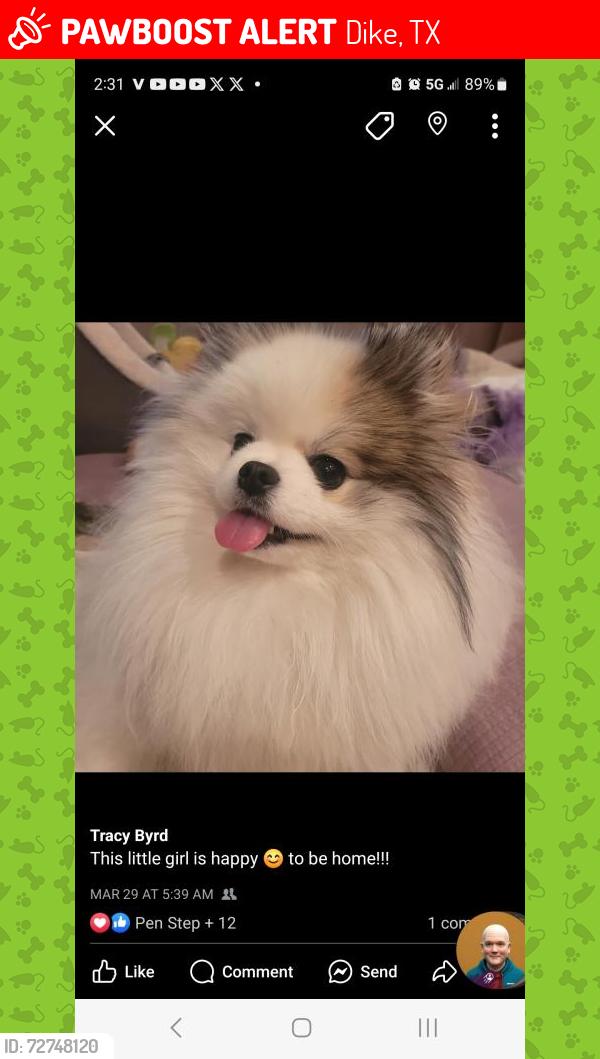 Lost Female Dog last seen Hopkins County rest area, Dike, TX 75437
