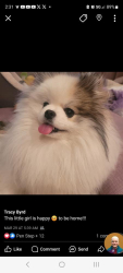 Lost Female Dog last seen Hopkins County rest area, Dike, TX 75437