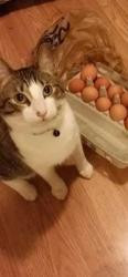 Lost Male Cat last seen 47th St turnpike, Wichita, KS 67216