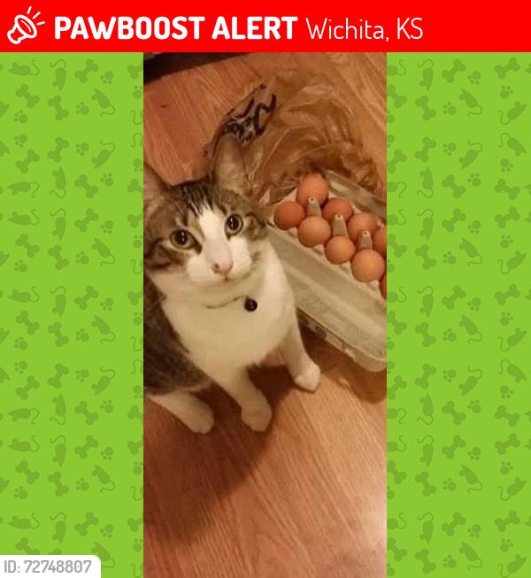 Lost Male Cat last seen 47th St turnpike, Wichita, KS 67216