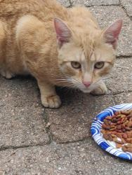 Found/Stray Male Cat last seen Mayflower and Brooklawn, Bridgeport, CT 06609