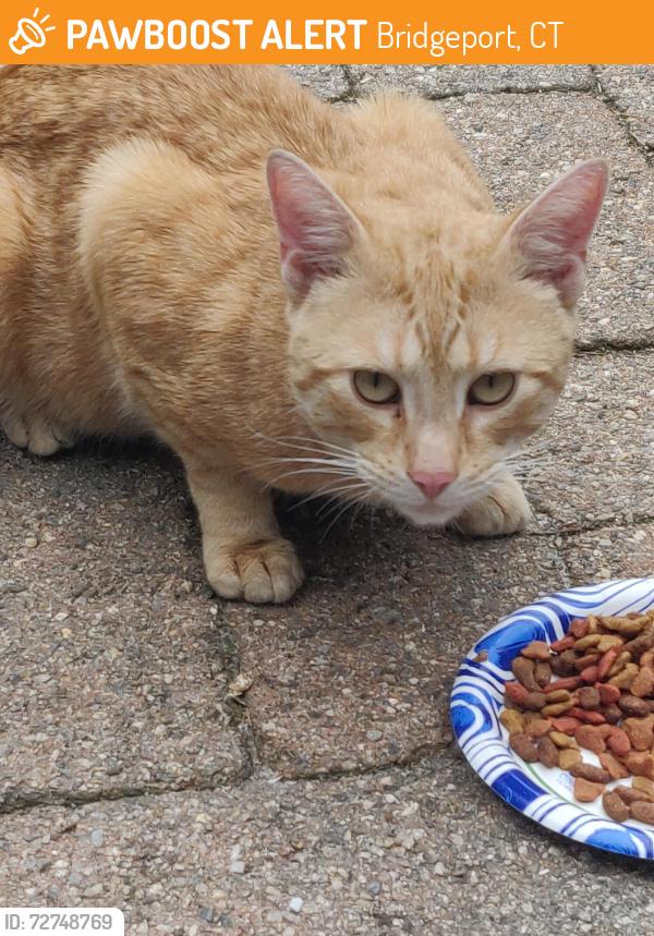 Found/Stray Male Cat last seen Mayflower and Brooklawn, Bridgeport, CT 06609