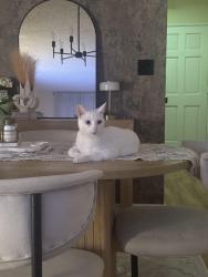 Found/Stray Female Cat last seen Ball and Euclid , Anaheim, CA 92802