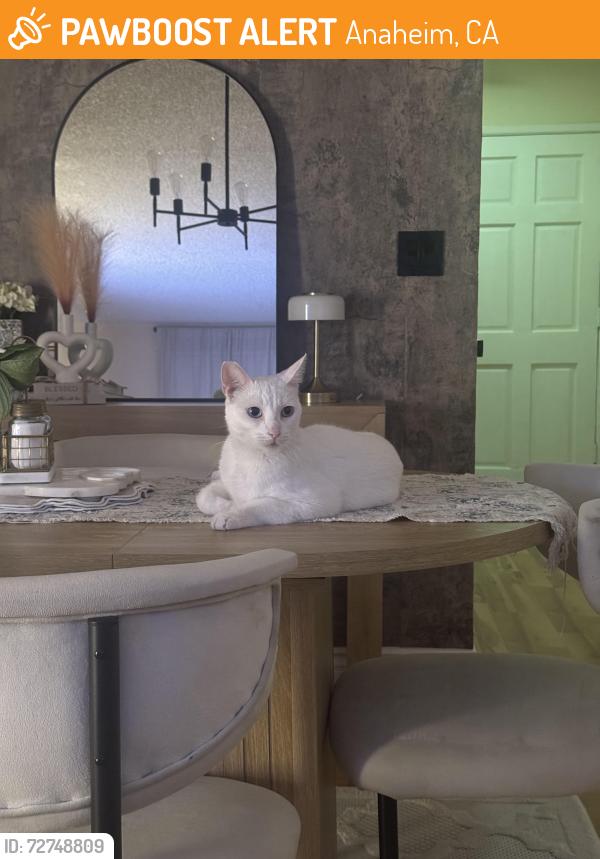 Found/Stray Female Cat last seen Ball and Euclid , Anaheim, CA 92802