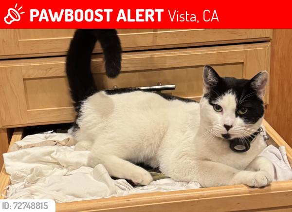 Lost Male Cat last seen Vista Historical Museum, Vista, CA 92084