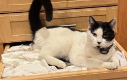 Lost Male Cat last seen Vista Historical Museum, Vista, CA 92084