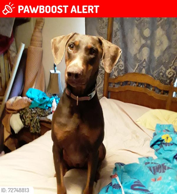 Lost Female Dog last seen Tudor Road and Adams Reeves Rd, Dearing, GA, McDuffie County, GA 30808